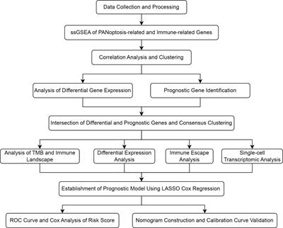 PANoptosis-related genes function as efficient prognostic biomarkers in colon adenocarcinoma